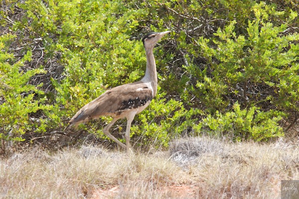 AustraliaPerth 10  127